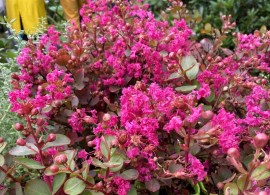 lagerstroemia indica with love kiss